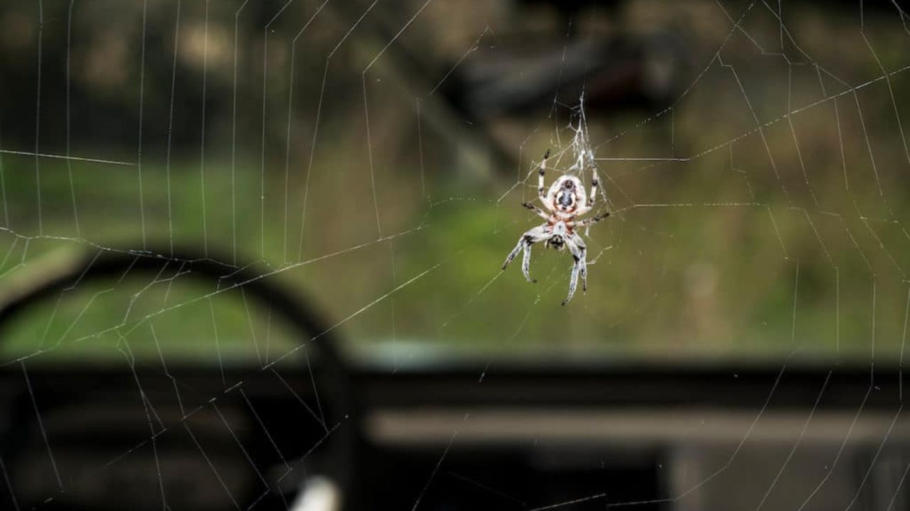 Get Rid Of Spiders In Car