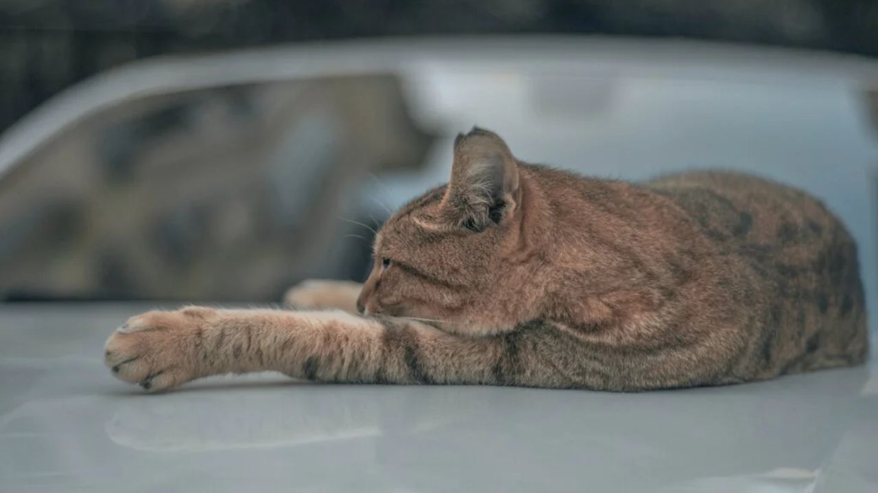 Keep Cats Off Your Car With Simple Methods