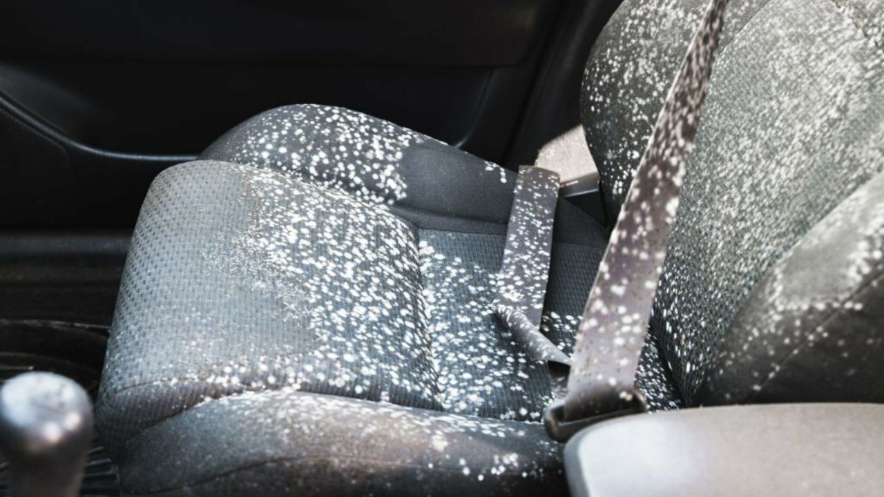 Remove Mold From Car’s Interior